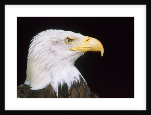 Head of an bald eagle by Anonymous