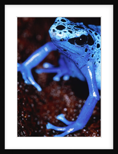 Blue arrow poison frog by Anonymous