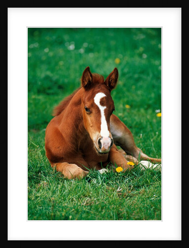 Quarterhorse, brown foal is lying in a meadow by Anonymous
