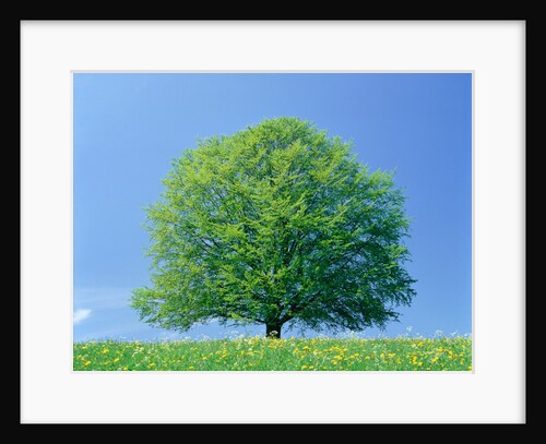 Beech tree in springtime by Anonymous
