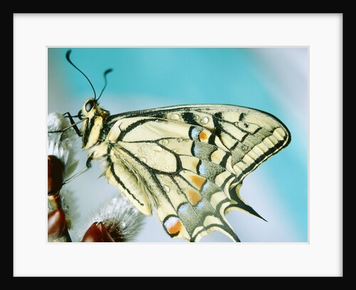Swallowtail butterfly sitting on a blossom by Anonymous