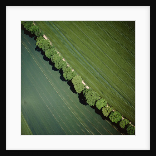 Aerial photograph of an avenue by Anonymous