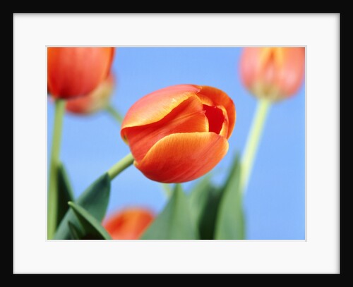 Yellow-red tulips by Anonymous