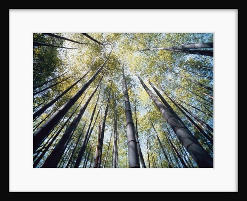 Bamboo trees in rainforest, Japan by Anonymous
