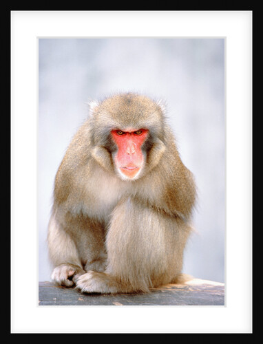 Red-faced makak by Anonymous
