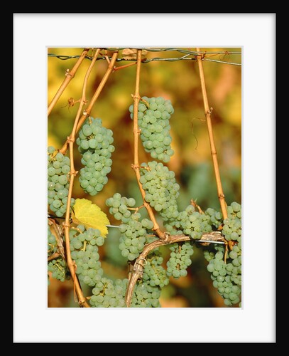 Riesling grapes hanging on vine shoots by Anonymous