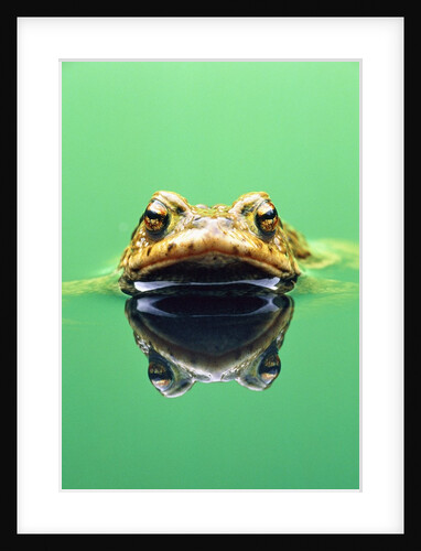 Frog in the water by Anonymous