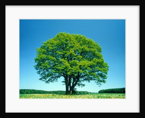 Oak in spring by Anonymous