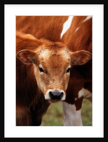 Calf at grass by Anonymous