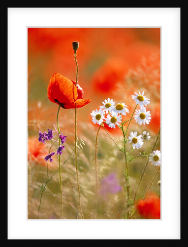 Poppy, camomile and larkspur by Anonymous
