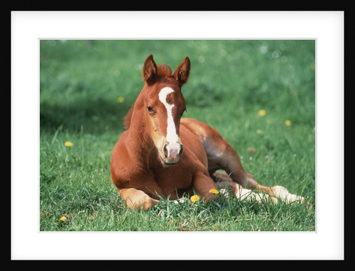 Young Horse Lying in Pasture by Anonymous