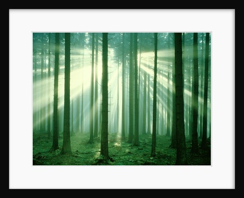 Sunbeams through forest trees, morning by Anonymous