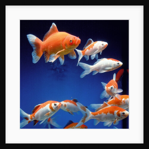 Several goldfishes in the aquarium by Anonymous