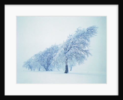 Beeches in the snow by Anonymous