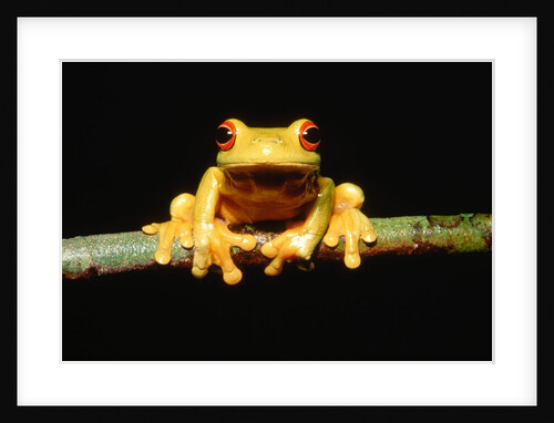 Red-eyed tree frog by Anonymous