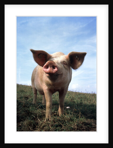 Portrait of Yorkshire piglet by Anonymous