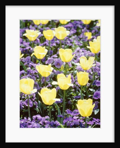 Yellow tulips between purple pansys by Anonymous