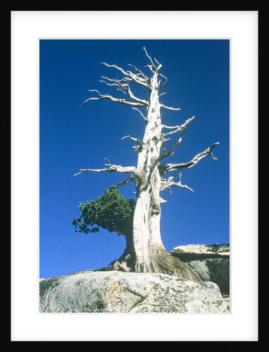 Dead tree in the Yosemite National Park, California, USA by Anonymous