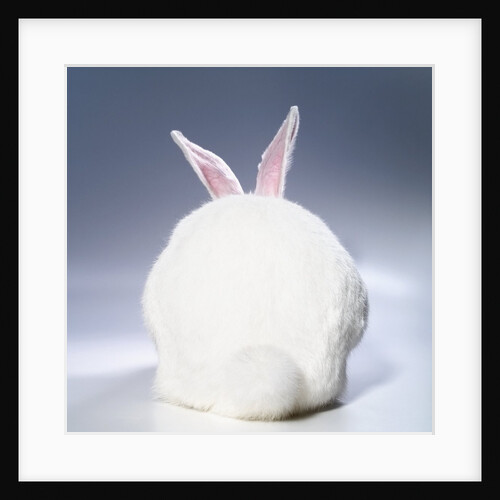 White Rabbit by Anonymous