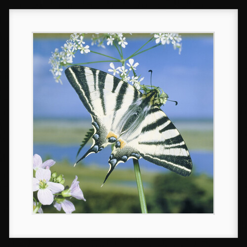 Sail butterfly sitting on a blossom by Anonymous