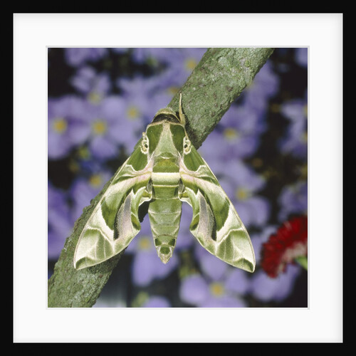 Oleander hawk moth sitting on a branch by Anonymous