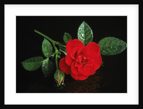 Red rose blossoming with drops of water by Anonymous