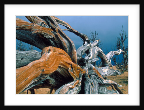 Dead tree, Bryce Canyon National Park, Utah, USA by Anonymous