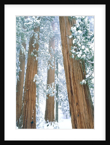 Redwood giants in winter, California, USA by Anonymous