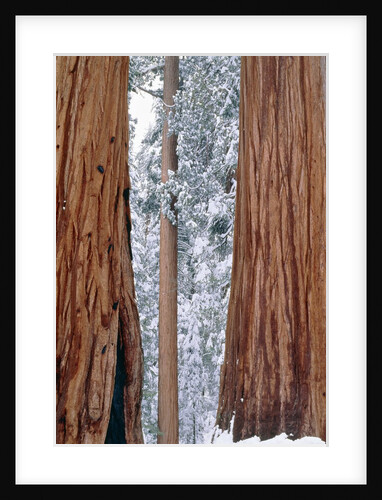 Redwood giants, California, USA by Anonymous