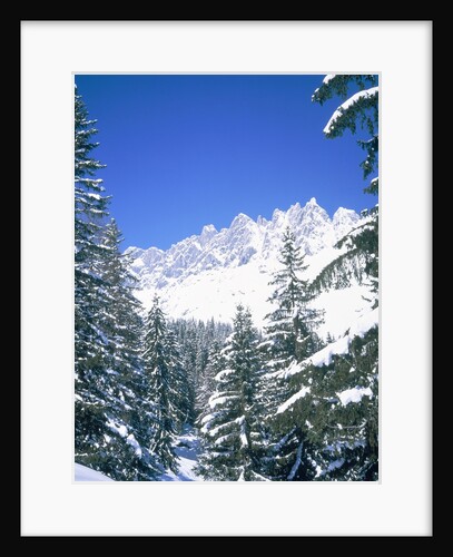 Snow covered firtrees in front of the Mandlwand, Salzburg, Austria by Anonymous