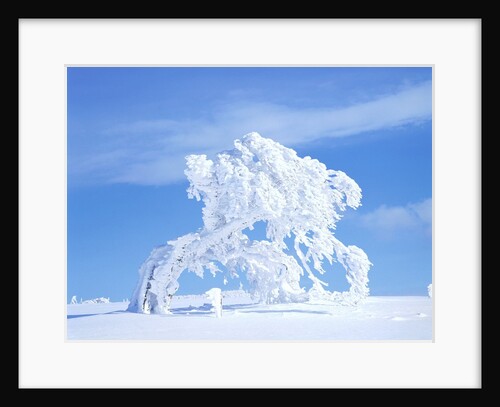 Snow-Laden Tree in Black Forest Winter Scene by Anonymous