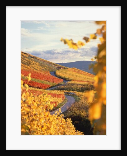Vineyards in autumn in Esslingen/Neckar by Anonymous