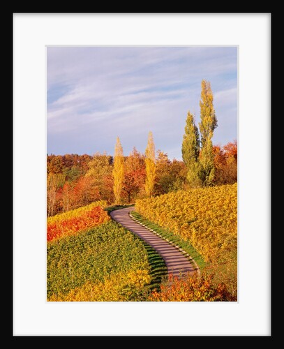 Vineyards and poplars in autumn by Anonymous