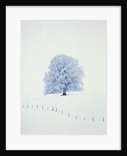 Tree in winter by Anonymous