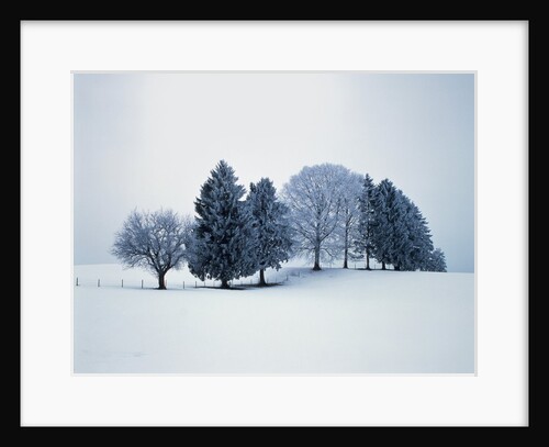 Group of trees in winter by Anonymous