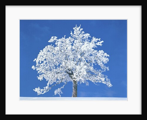 Single beech in the black forest, Germany by Anonymous