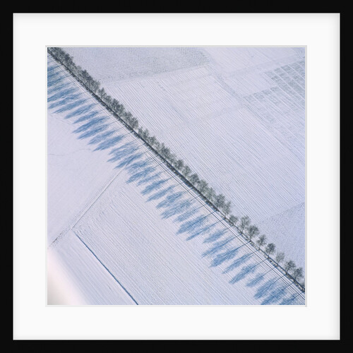 Row of trees casting a shadow along a country road by Anonymous