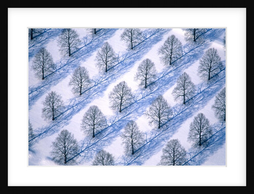 Trees in winter landscape by Anonymous