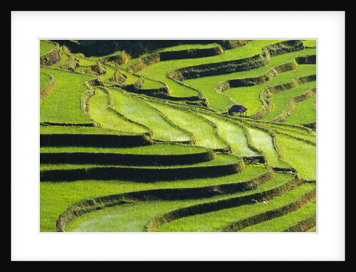 Terraced rice fields in Yunnan Province, China by Anonymous