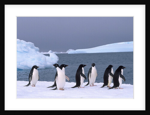 Antarctica, colony of adelie penguins by Anonymous