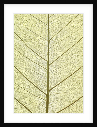 Leaf of a poplar, macro shot by Anonymous