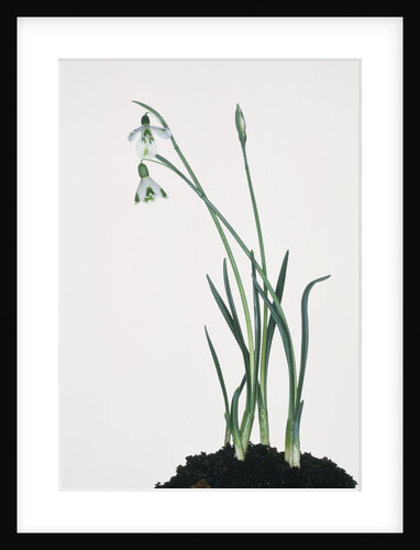 Snowdrop by Anonymous