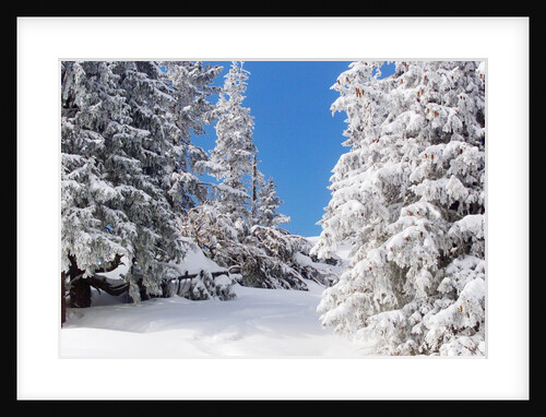Snowcovered landscape by Anonymous