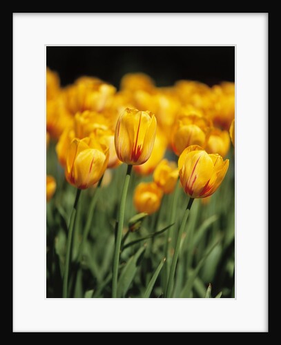 yellow tulipsfield in Keukenhof by Anonymous