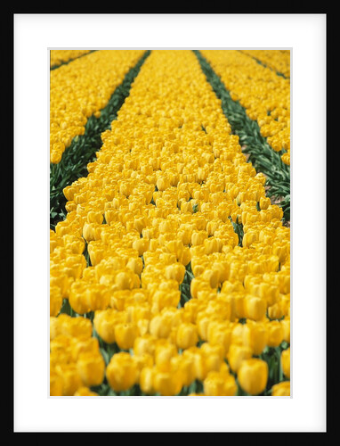 yellow tulipfield by Anonymous