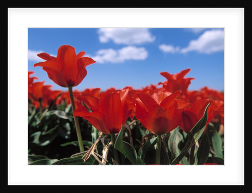 Red tulips by Anonymous
