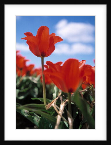 Red tulips by Anonymous