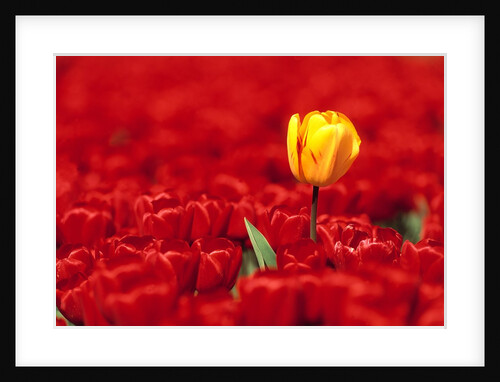 Red tulips by Anonymous