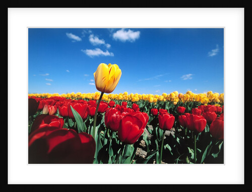 Tulip fields by Anonymous