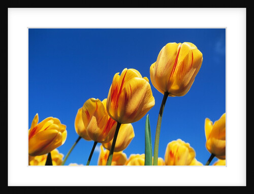 Yellow tulips by Anonymous
